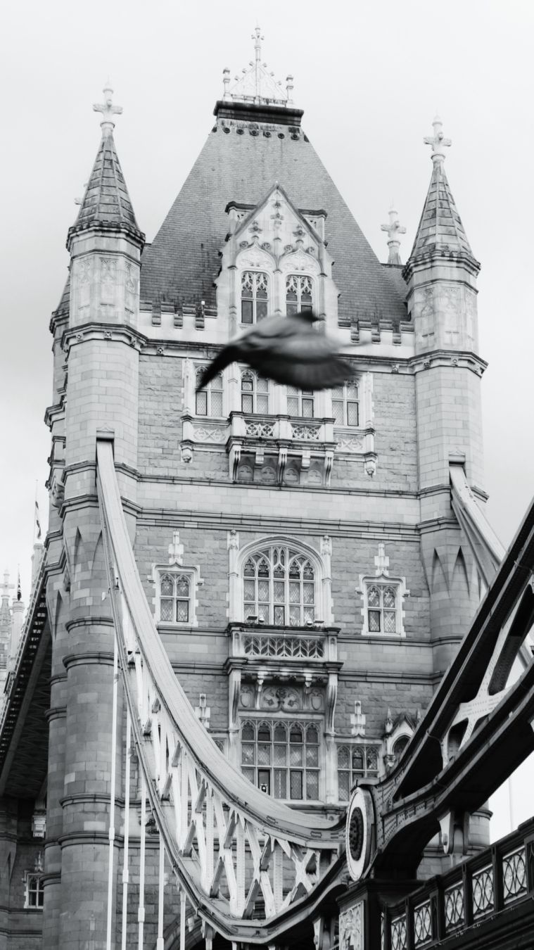 Tower bridge zubiaren argazkia. Irudiaren erdian uso bat azaltzen da egan.