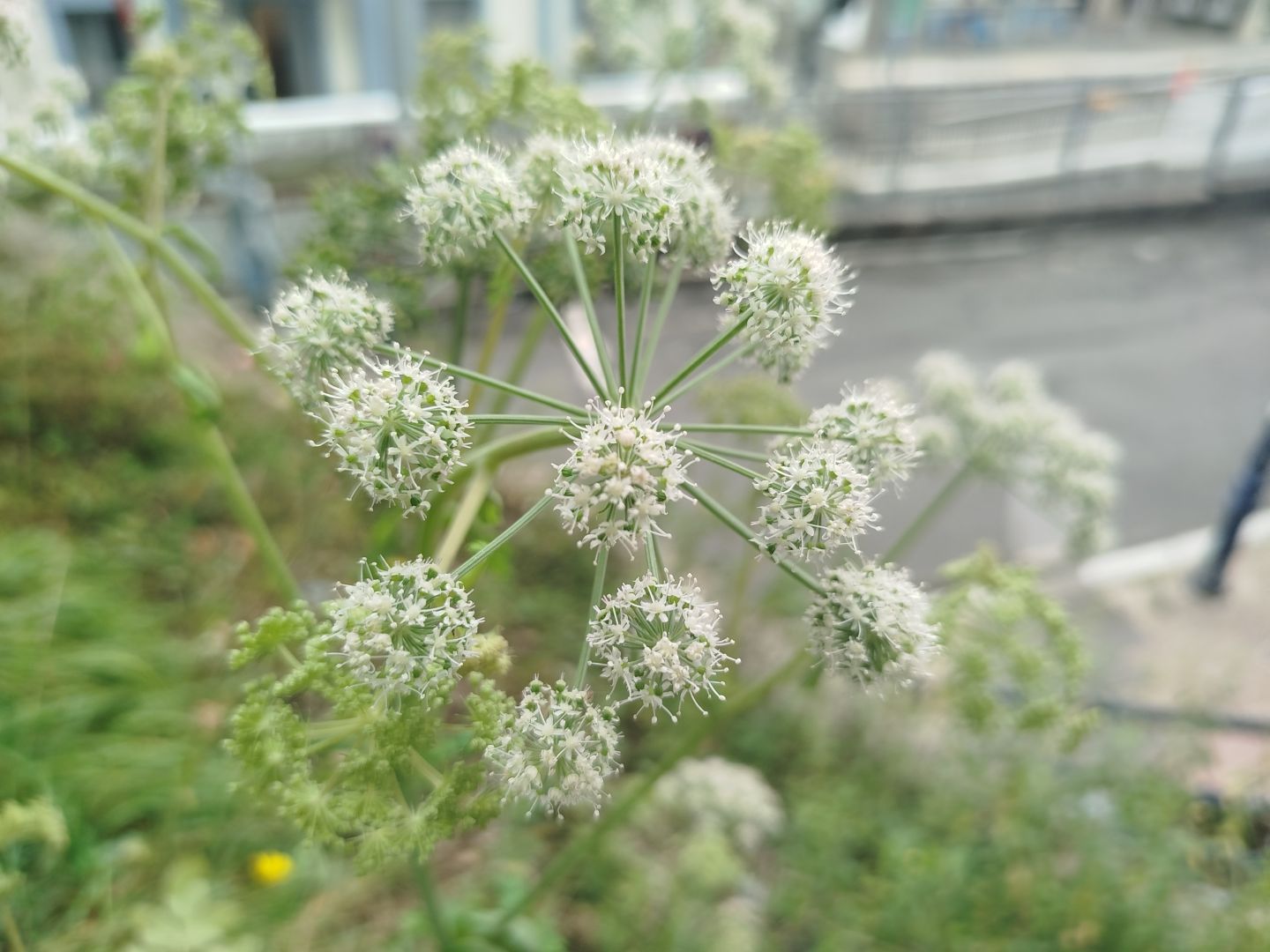 Aingeru belarraren lorea