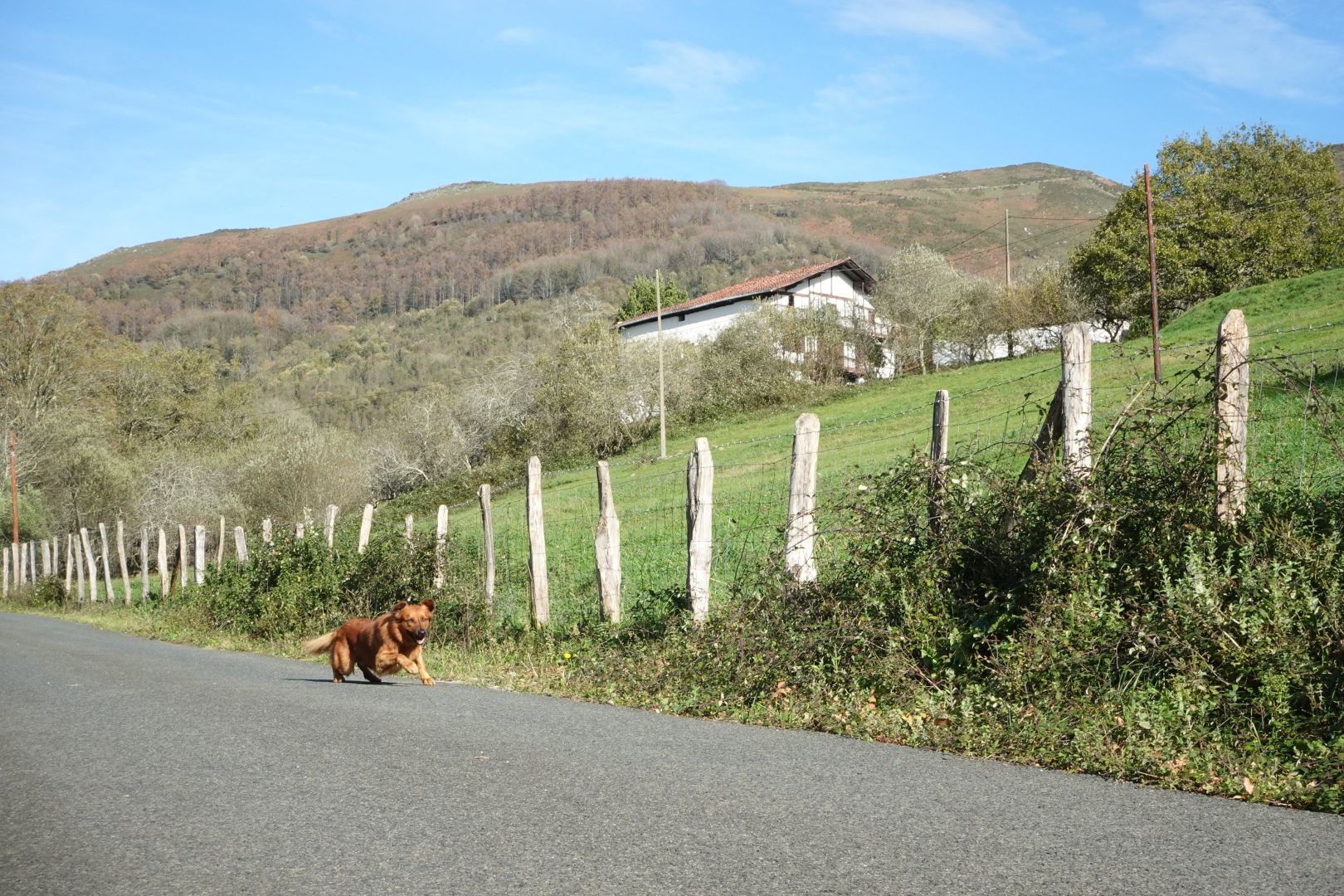 Txistu artzai txakurra altxatzen