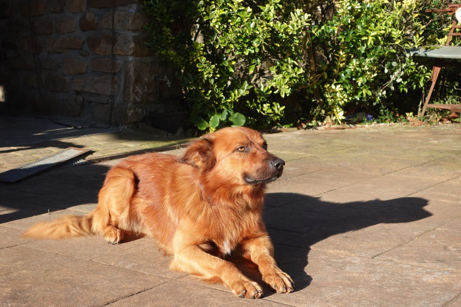 Gorbeiako artzain txakurra, etzanda.