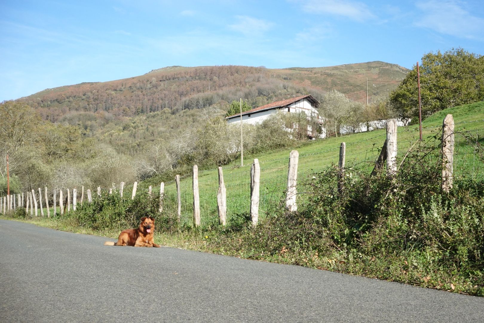 Txistu artzai txakurra etzanda, errepidean