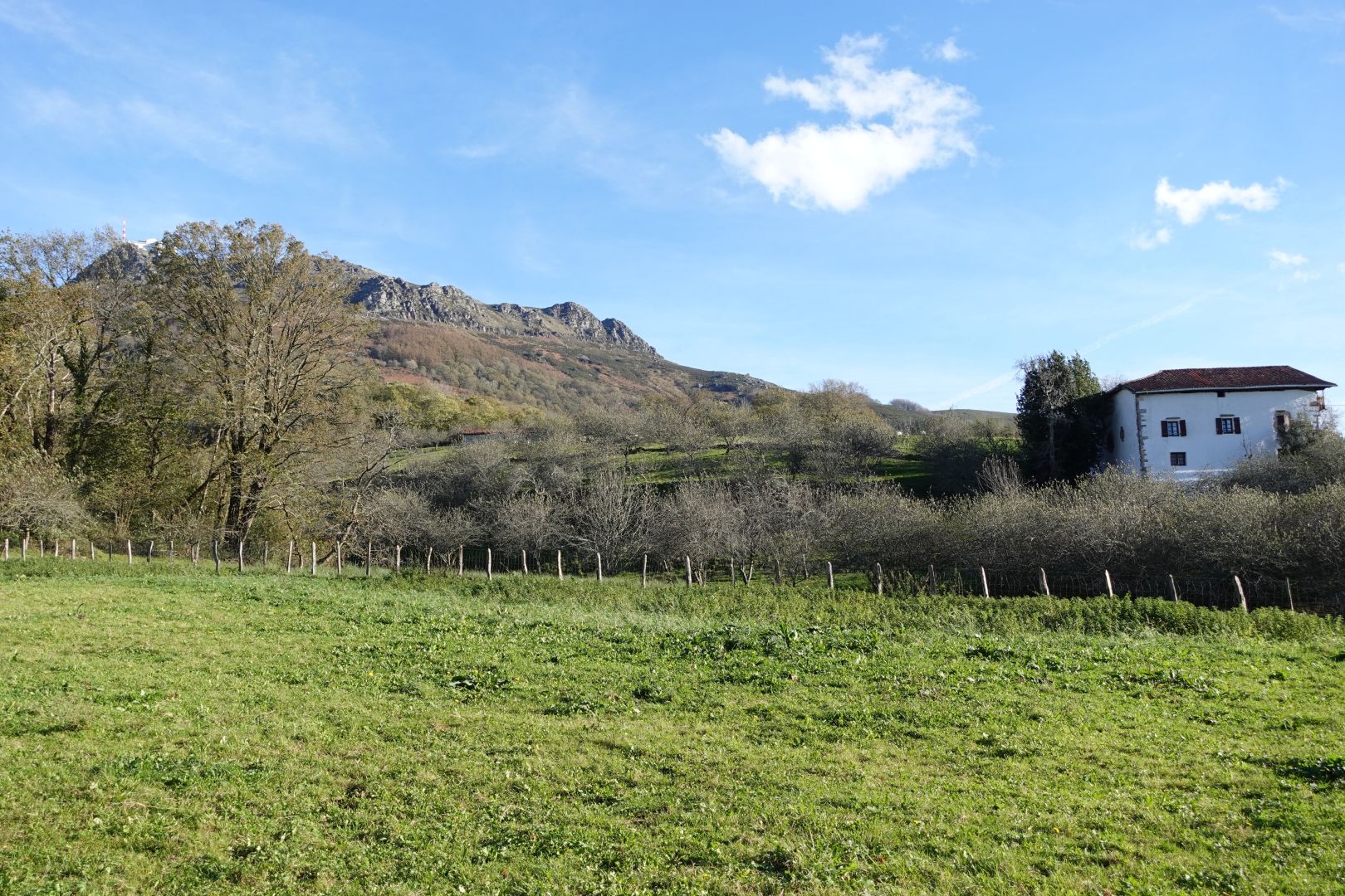 Larhun mendia zuhaitz batek tontorra estalita. Maletenea baserria ikusten da eskubian, eta lehen planoan belar soroa.
