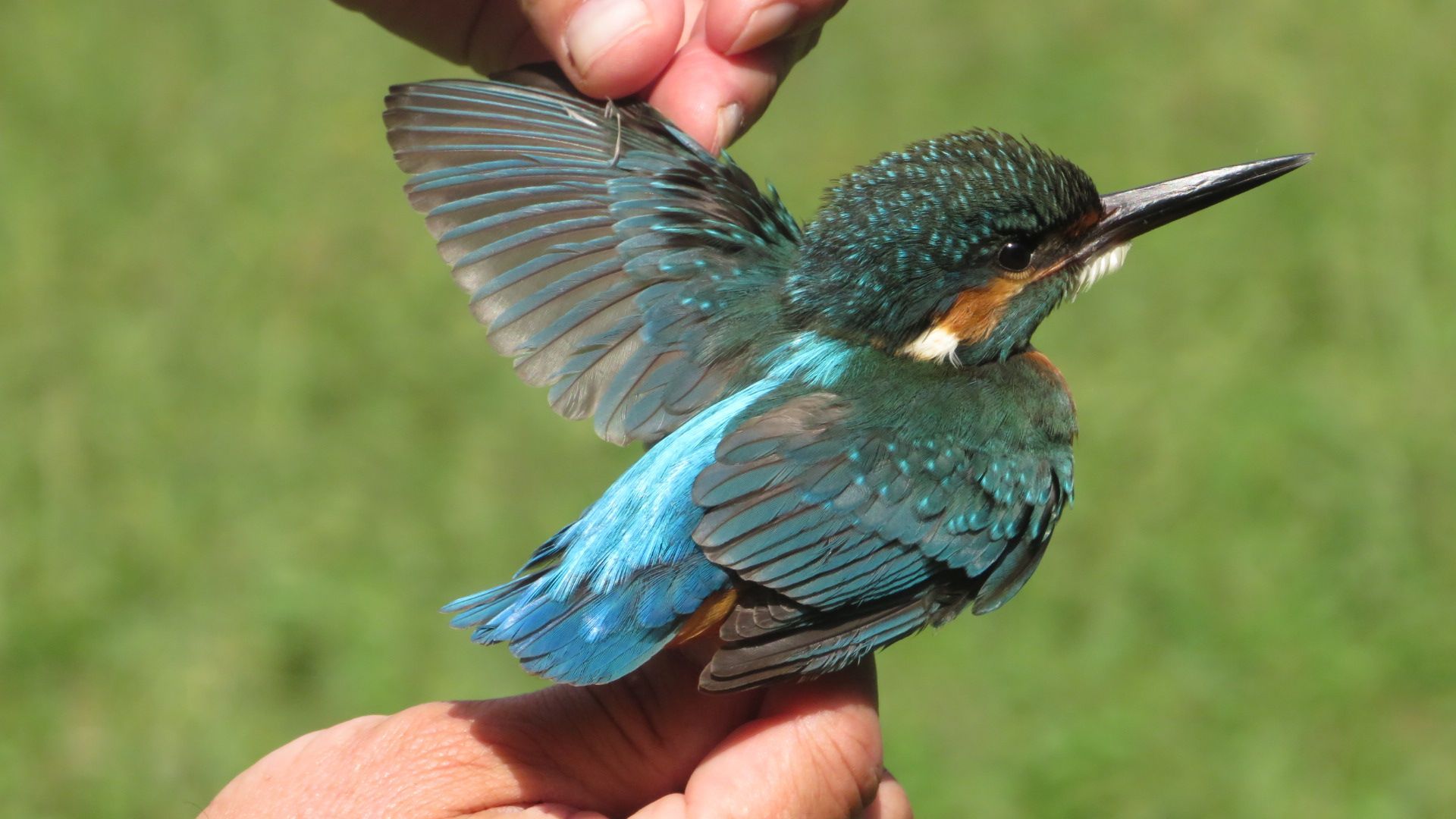 Martin arrantzalea norbaiten eskuetan.